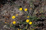 Ccottony goldenaster